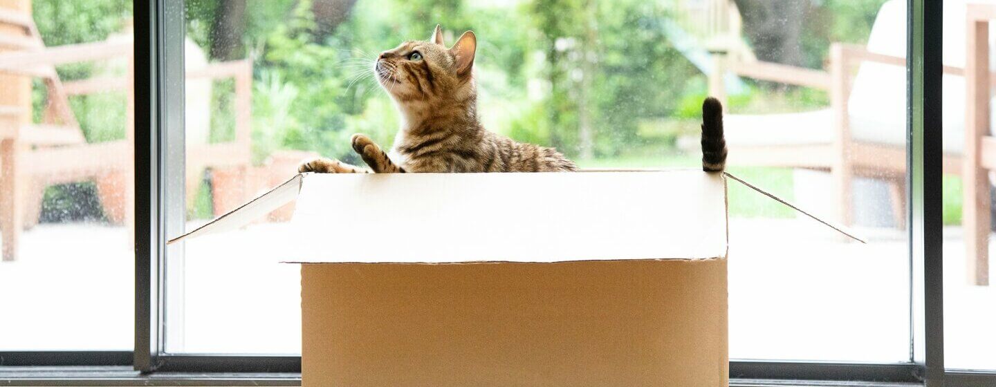 Cats outside my online house
